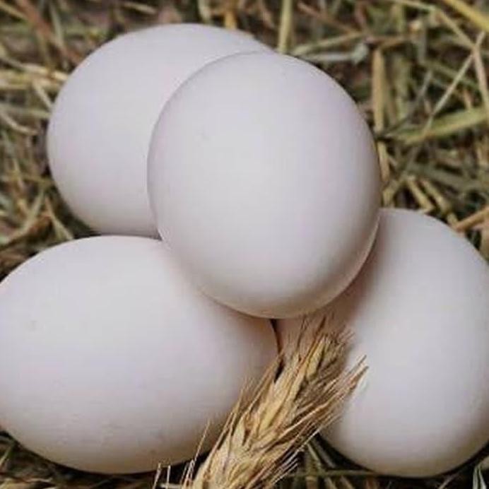 

Terlaris Telur Ayam Kampung Per Butir - Telor Ayam Kampung