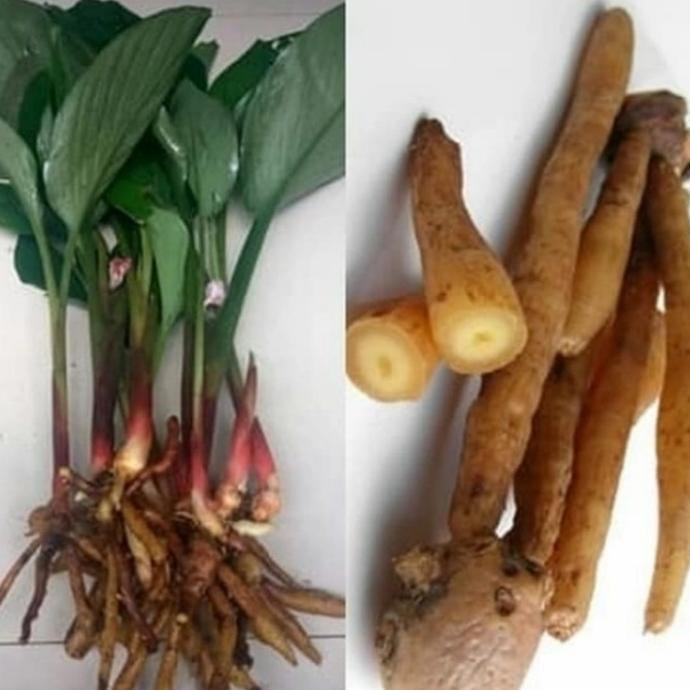 

Terlaris Pohon Temu Kunci Tanaman Herbal Bibit Pohon Temu Konci