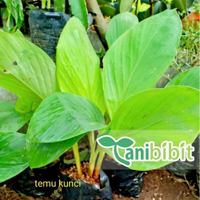 

Terlaris Bibit Tanaman Temu Kunci - Pohon Herbal Temu Kunci Eeee
