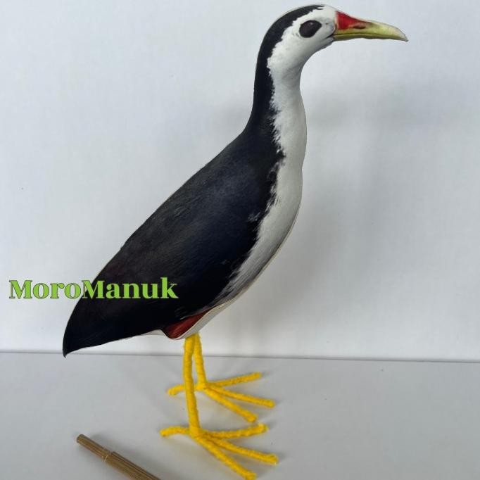 

Terlaris Patung Burung Truwok Kareo Padi - Jontrot Burung Ruak Ruak