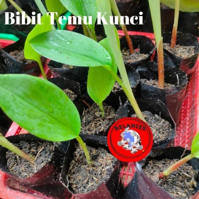 

Terlaris Bibit Tanaman Temu Kunci Tenaman Herbal Rimpang #Gratisongkir