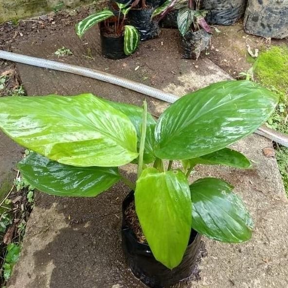 

Terlaris Bibit Tanaman Herbal Temu Kunci