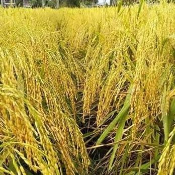 

Terlaris Benih Padi Batuta Ub2 Unggul