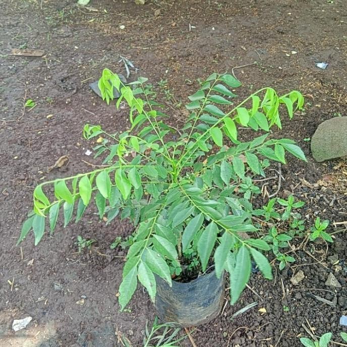 

Terlaris Bibit Pohon Kari - Daun Kari Salam Kodja