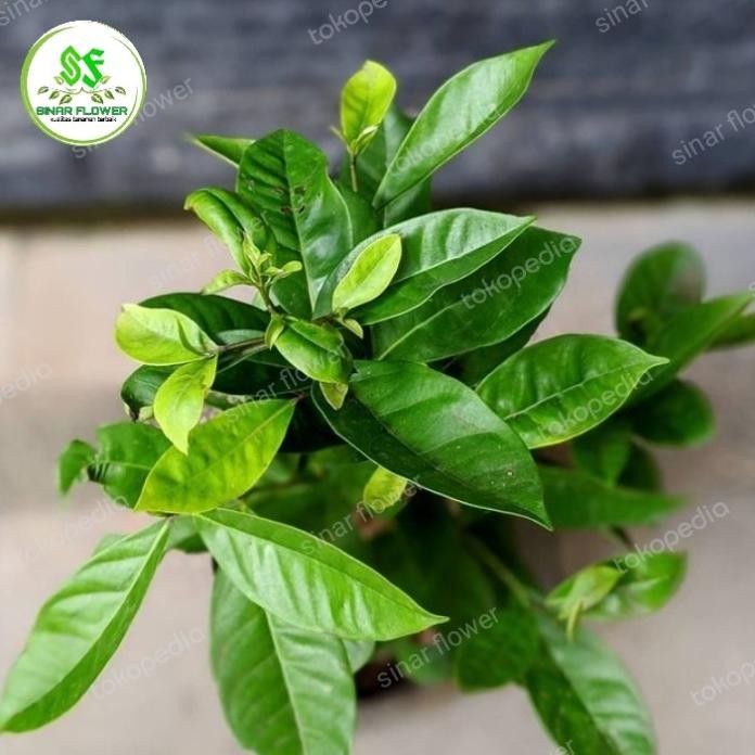 

Terlaris Bibit Pohon Salam/Tanaman Daun Salam