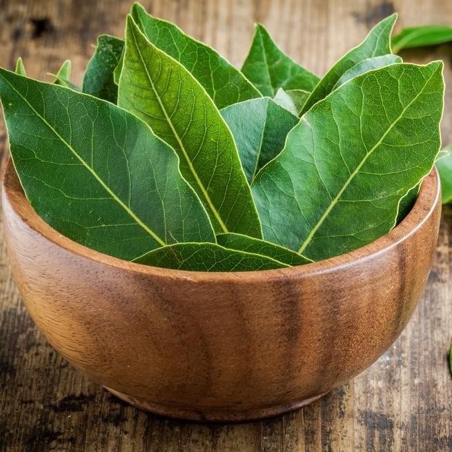 

Terlaris Promo Bibit Pohon / Tanaman Daun Salam Sayur / Murah Berkualitas Hemat