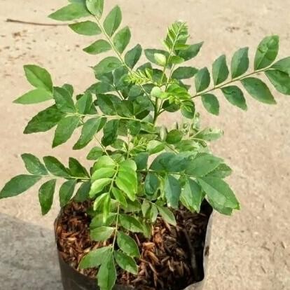 

Terlaris Bibit Daun Salam Koja/Daun Kari
