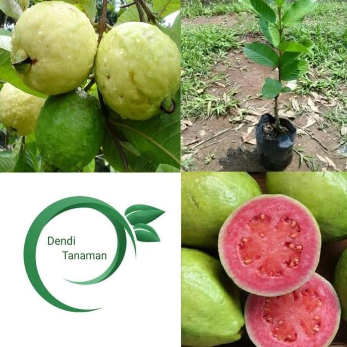 

Terlaris Bibit Pohon Jambu Biji Merah / Tanaman Buah Jambu Cangkok