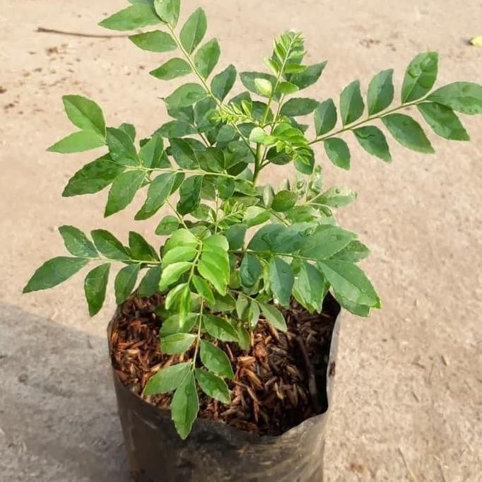 

Terlaris Bibit Tanaman Pohon Salam Koja Daun Kari Bibit Kari Bibit Salam
