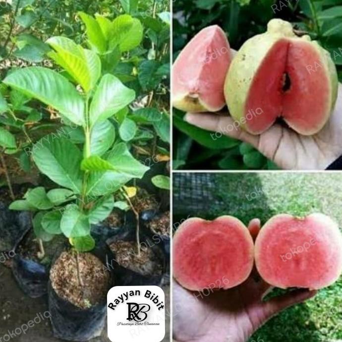 

Terlaris Bibit Jambu Kristal Merah Tanpa Biji Cangkok Siap Berbuah