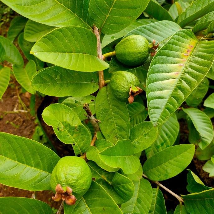 

Terlaris Bibit Pohon Jambu Kristal Merah Cangkok Sudah Berbuah