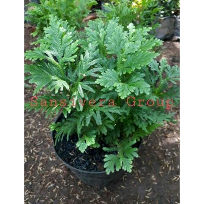 

Terlaris Tanaman Herbal Daun Cakar Ayam