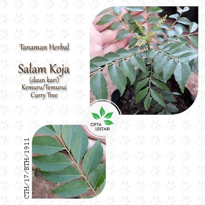 

Terlaris Bibit Pohon Kari Tanaman Daun Salam Koja Curry Tree Murraya Koenigii