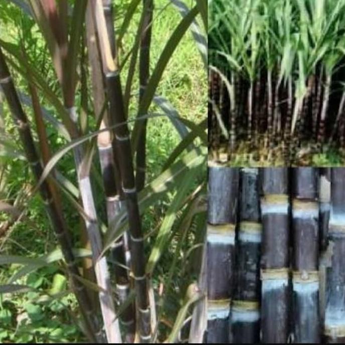 

Terlaris Bibit Tanaman Tebu Ireng, Tebu Wulung,Tanaman Herbal Kaya Manfaat 1Kg