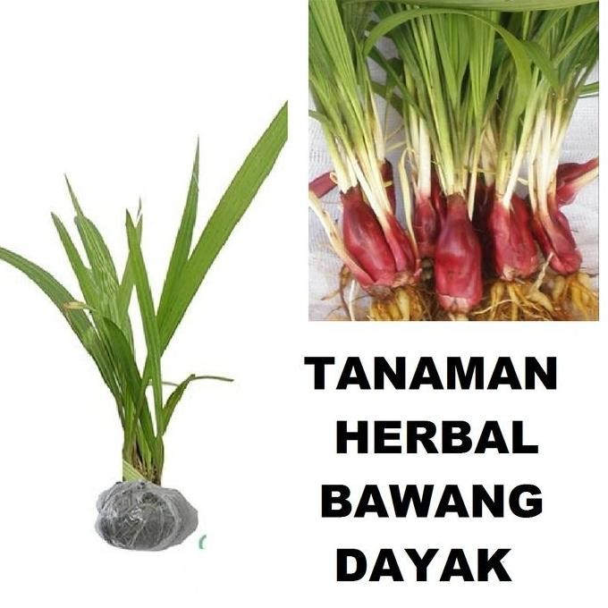 

Terlaris Bibit Tanaman Obat Herbal Bawang Dayak Asal Kalimantan Bawang Sabrang