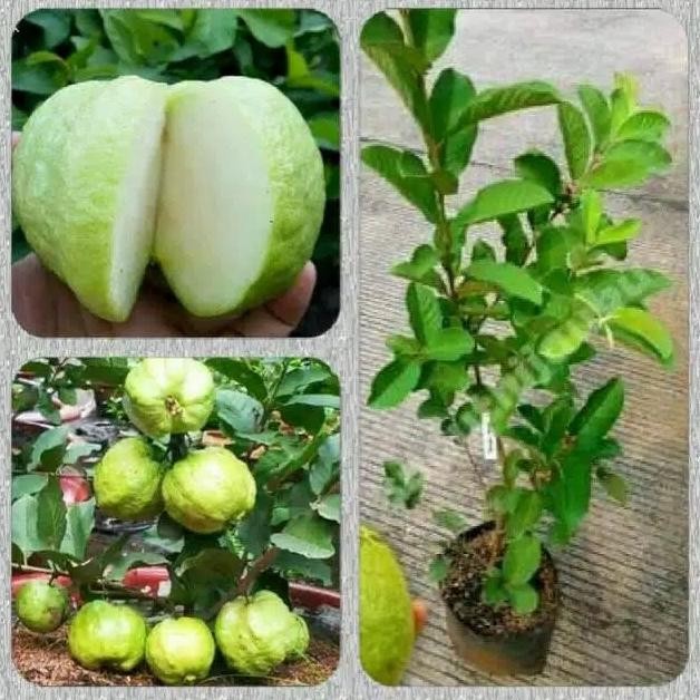 

Terlaris Bibit Jambu Kristal Non Biji Asli