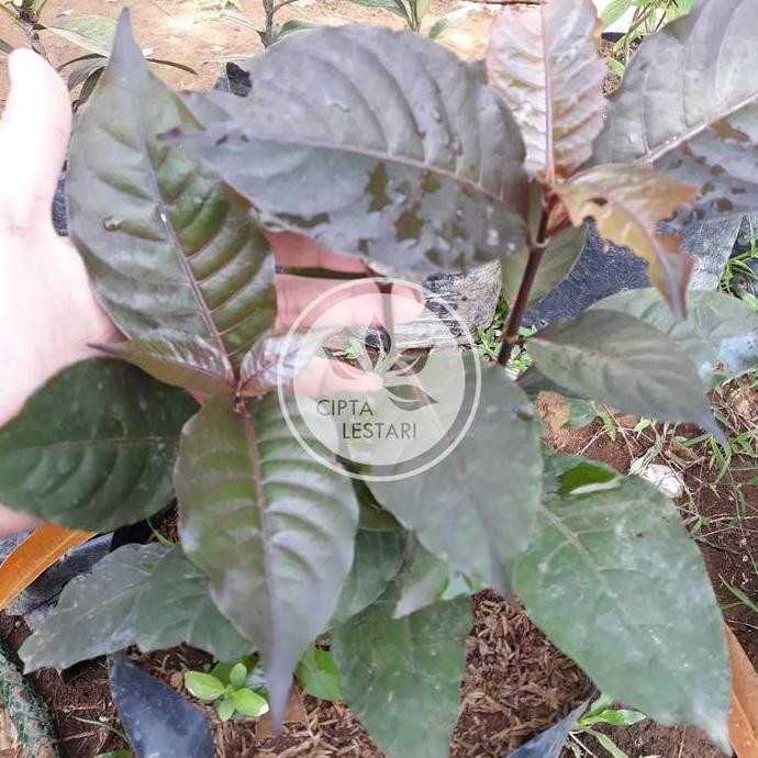 

Terlaris Bibit Pohon Daun Ungu - Tanaman Herbal Handeleum