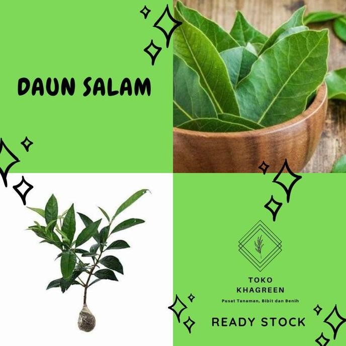 

Terlaris Bibit Pohon Daun Salam Sayur - Bumbu Masak