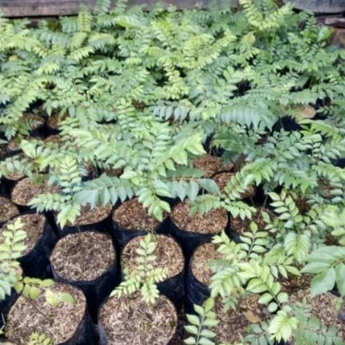 

Terlaris Bibit Daun Kari Atau Salam Koja