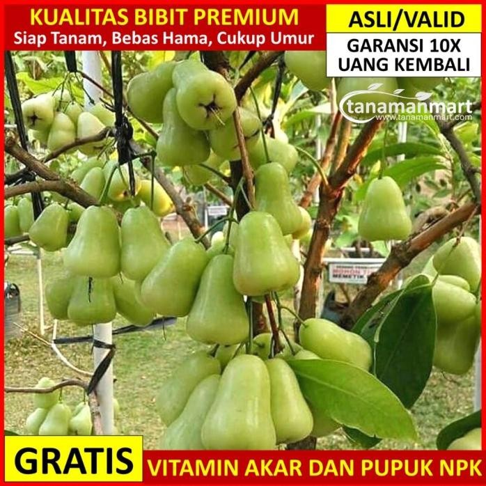 

Terlaris Bibit Jambu Air Madu Deli Hijau Asli Bergaransi, Pohon Cepat Buah
