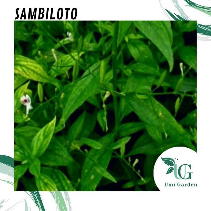 

Terlaris 75 Benih Tanaman Herbal Sambiloto Takila