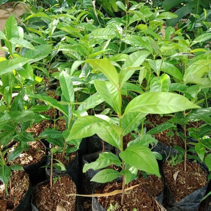 

Terlaris Daun Salam Sudah Berakar Bagus Bibit Benih