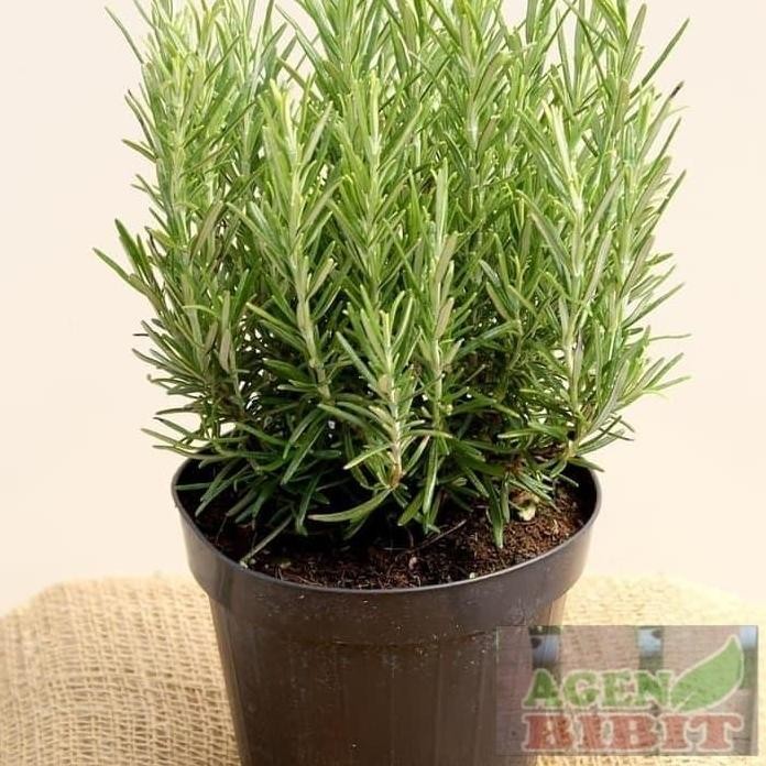 

Terlaris Tanaman Herbal Rosemary Hias