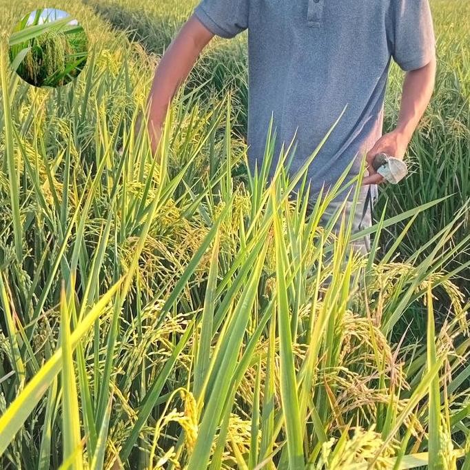 

Terlaris Benih Bibit Padi Mapan 05 Tahan Terhadap Penyakit 1Kg
