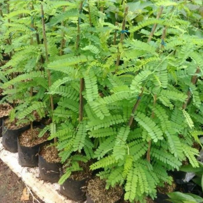 

Terlaris Tanaman Herbal Saga Merah - Pohon Daun Saga Herbal