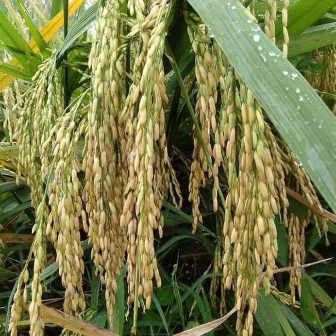 

Terlaris Benih Padi Siam Siam Aromatik