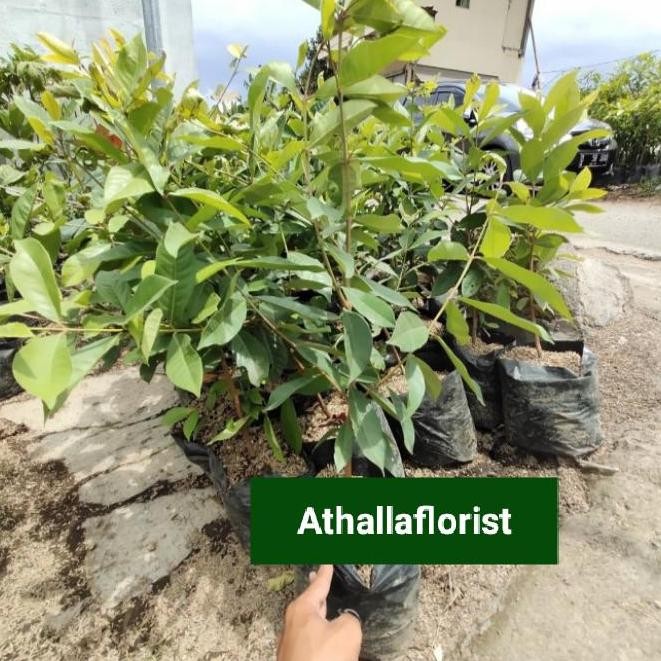 

Terlaris Bibit Tanaman Daun Salam