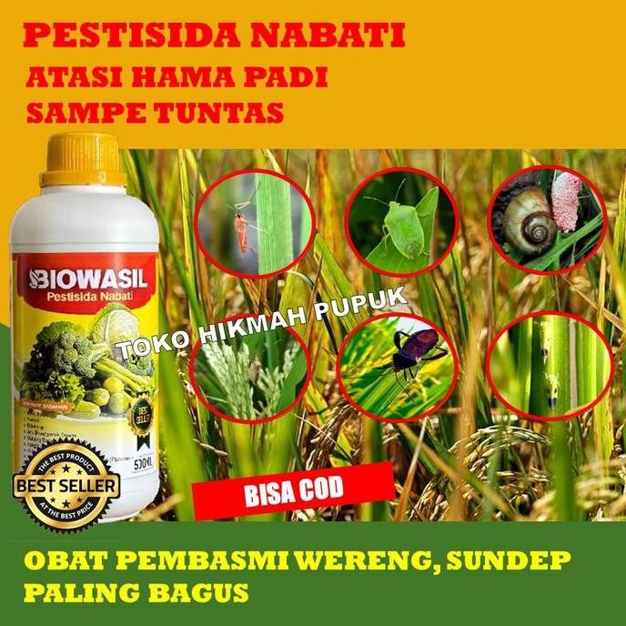 

Terlaris Obat Hama Ulat Padi Wereng Biowasil 500 Ml Paling Bagus Pupuk Pestisida Pembasmi Hama Wereng, Sundep Beluk Dan Hama Padi Paling Manjur