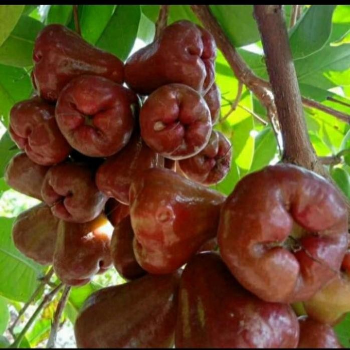 

Terlaris Bibit Tanaman Buah Jambu Air Mutiara Hitam Asli Unggul