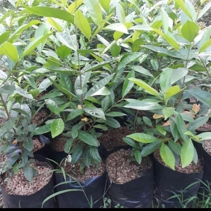 

Terlaris Bibit Tanaman Pohon Salam Bumbu Masak Bibit Daun Salam