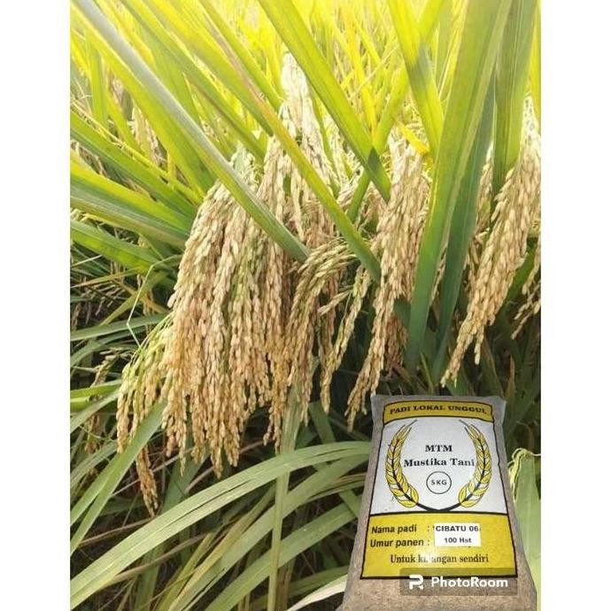 

Terlaris Original Benih Padi Cibatu 06 Original Kemasan 5Kg