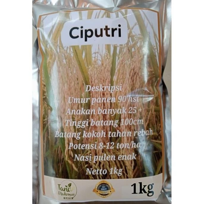 

Terlaris Benih Padi Ciputri Ciherang Malai Panjang Terbaru Kemasan 1Kg