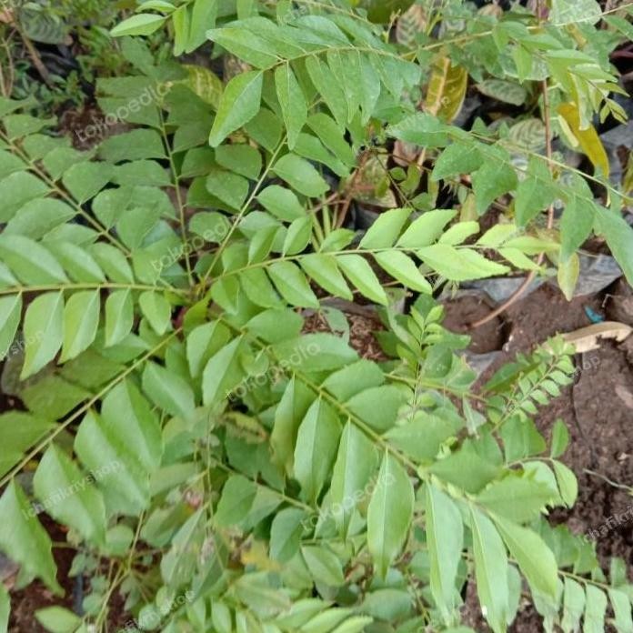 

Terlaris Bibit Tanaman Daun Salam Koja Bibit Salam Kari Bibit Salam