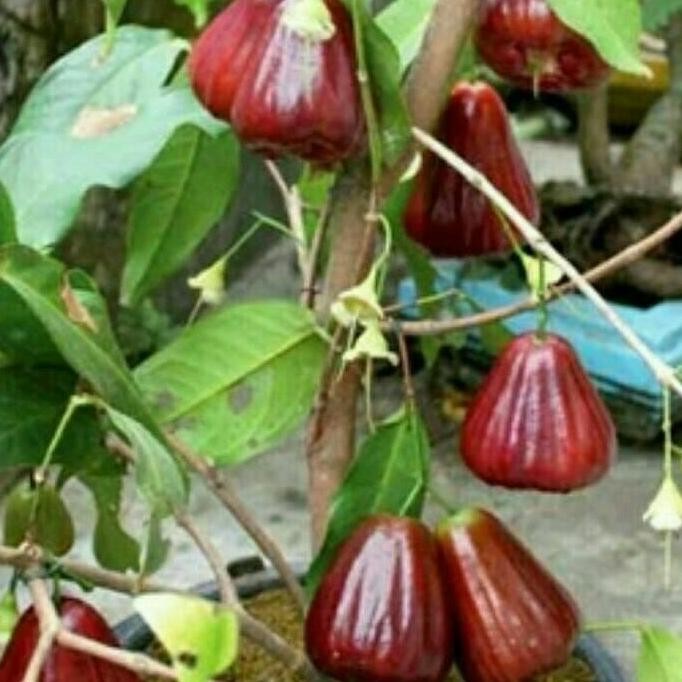 

Terlaris Bibit Jambu Citra Super Okulasi, Sedang Berbunga Berbuah, Murah