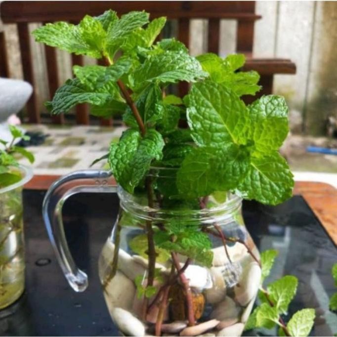 

Terlaris Bibit Tanaman Herbal Daun Oregano - Bibit Daun Mint