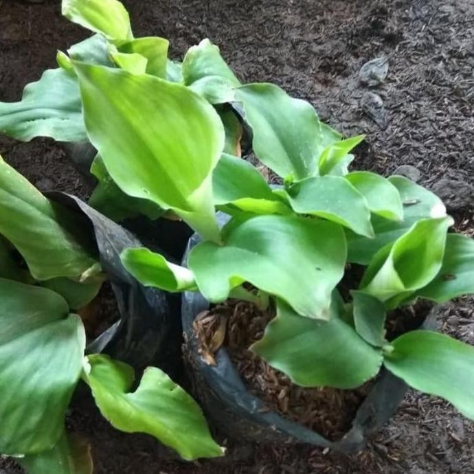 

Terlaris Bibit Tanaman Kencur/Herbal Cikur/Kencur