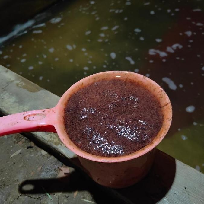 STOK TERBATAS CACING SUTRA HIDUP 1 GAYUNG