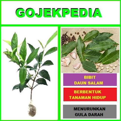

Terlaris Bibit Tanamabibit Tanan Daun Salam Bibit Salam Pohon Salam Bumbu Masak