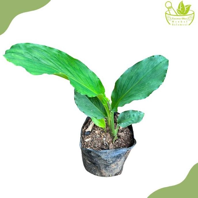 

Terlaris Tanaman Herbal Kunyit Putih/Kunir Putih/Kaempferia Rotunda L