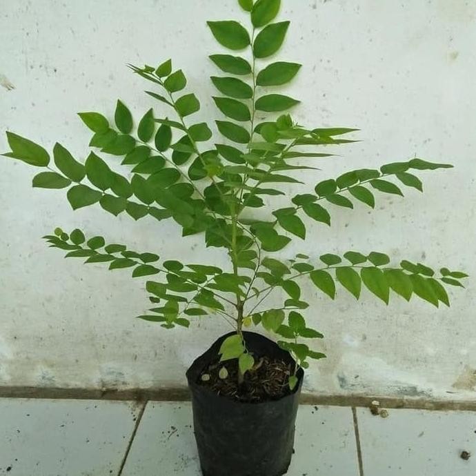 

Terlaris Bibit Pohon Salam Koja/Temuru/Daun Kari - 20Cm Murah