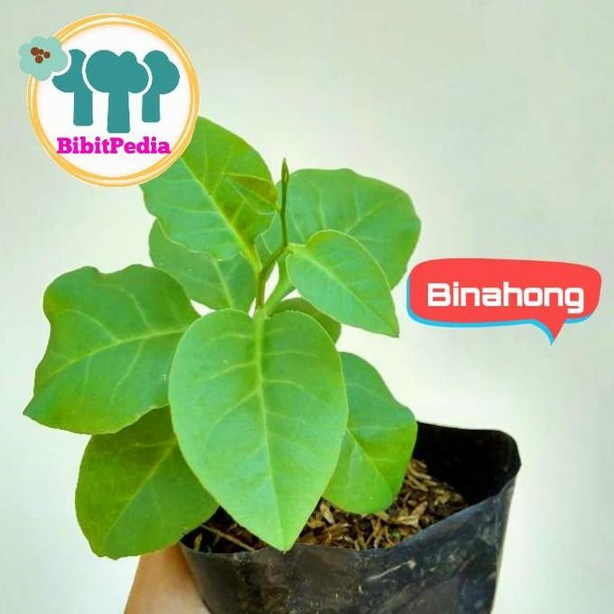 

Terlaris Bibit Tanaman Herbal Binahong