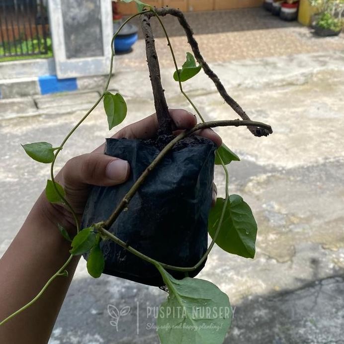 

Terlaris Tanaman Herbal Binahong / Anredera Cordifolia