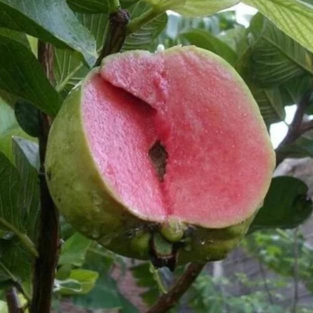 

Terlaris Bibit Buah Jambu Sukun Merah Non Biji
