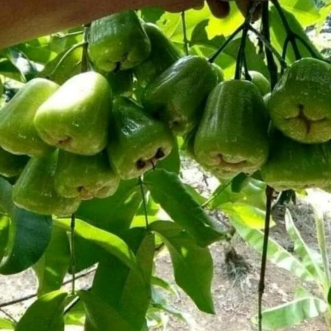 PREMIUM Pohon Jambu Air Kiojok Berbuah 2Mtr/Bibit Pohon Jambu Kiojok