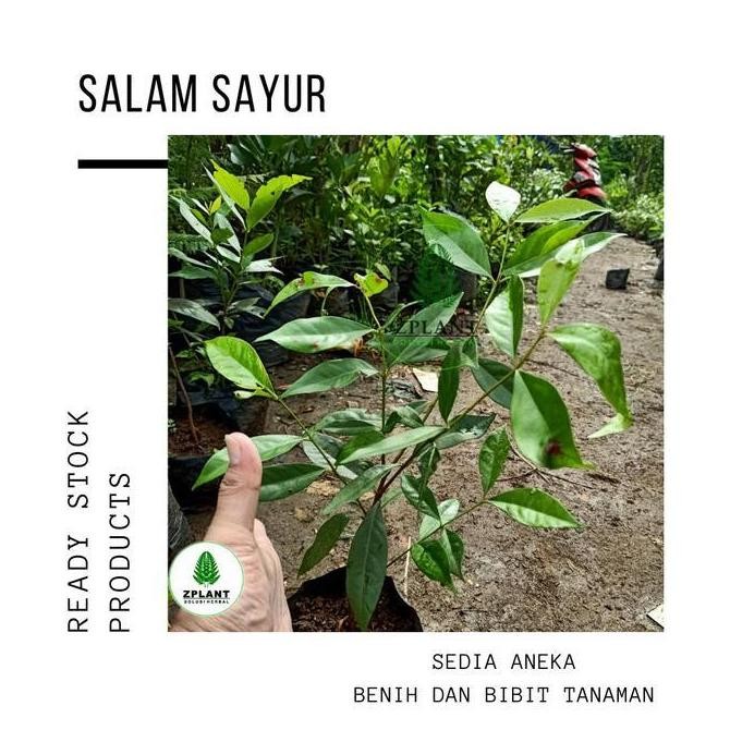 

Terlaris Paket 3 Bibit Pohon Daun Salam Sayur - Tanaman Herbal Bumbu Dapur Terlarissss