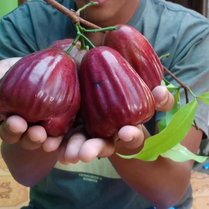 

Terlaris Bibit Jambu Air Dalhari Bibit Tanaman Buah Hasil Cangkok